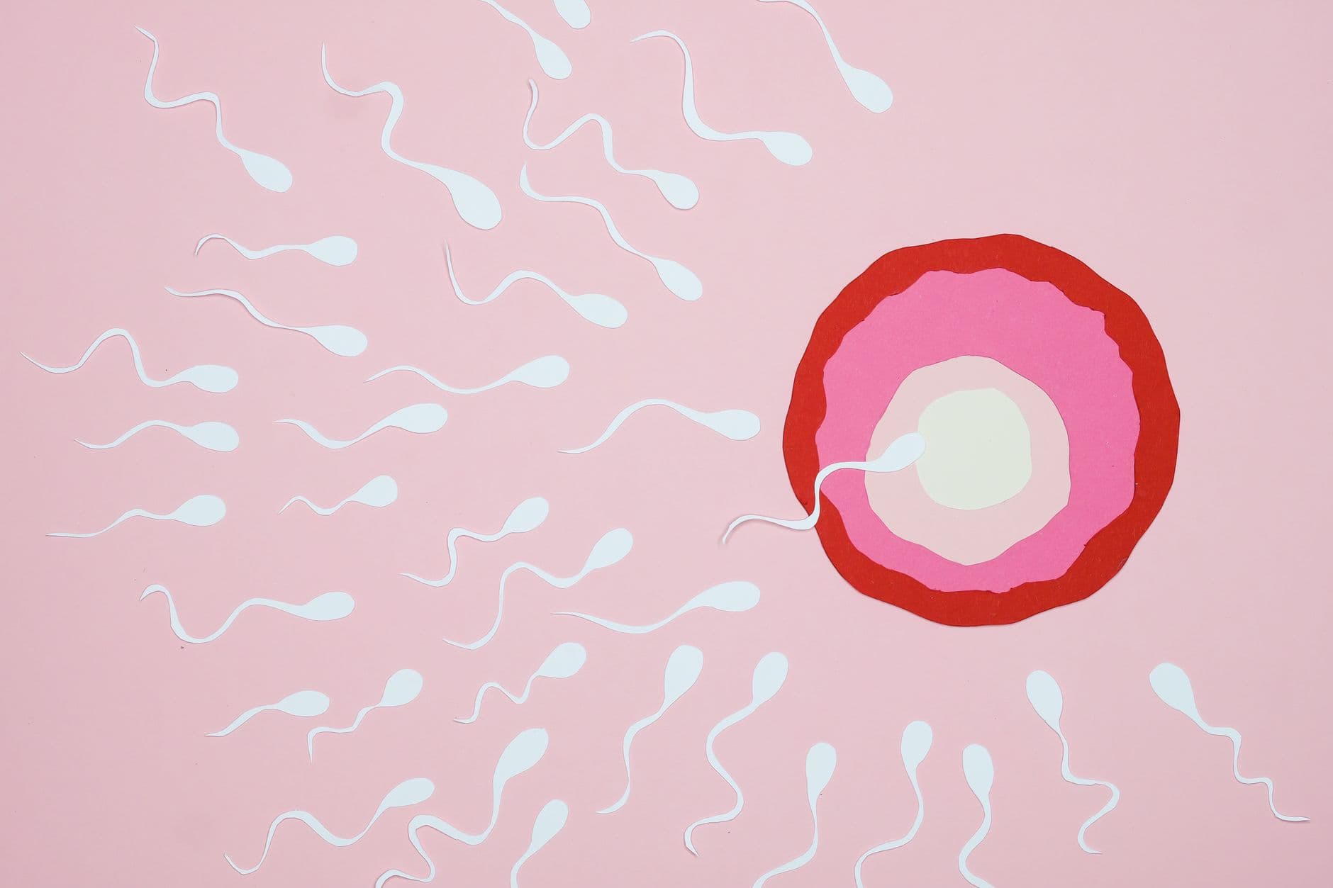 Your Embryo Is Not A Tiny Mouse
