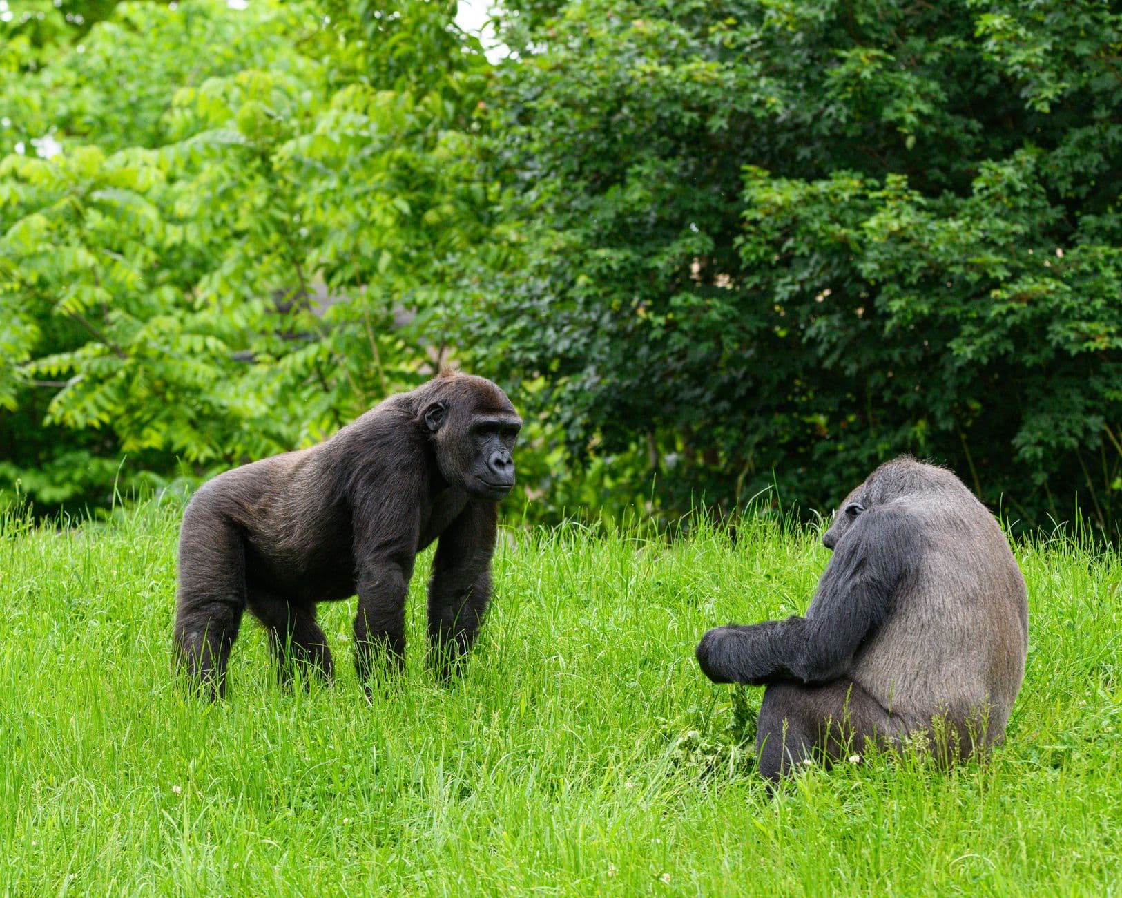 The Invisible Biodiversity Crisis in the Congo Basin