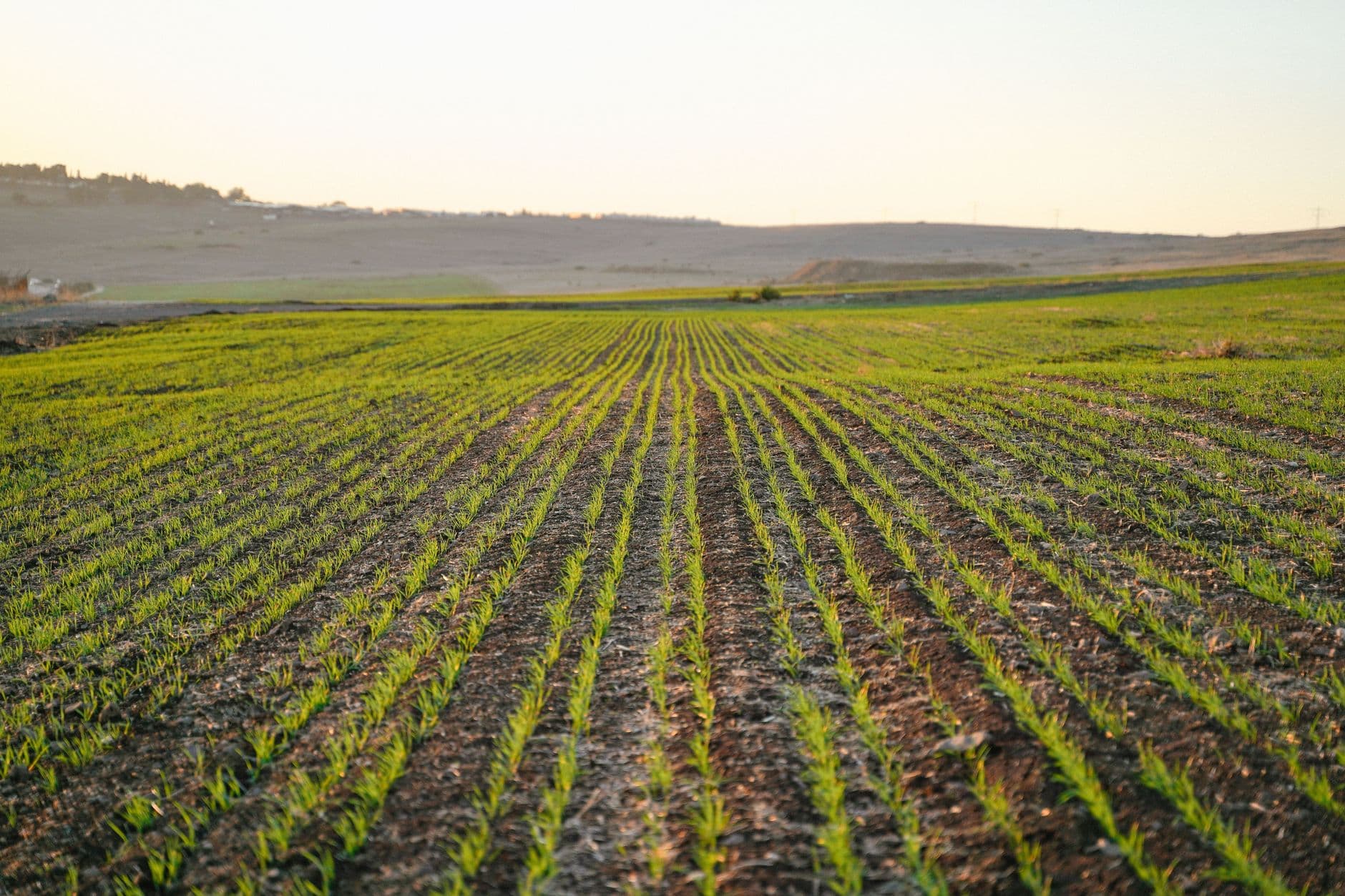 Ancient Waste and the Modern Phosphorus Crisis