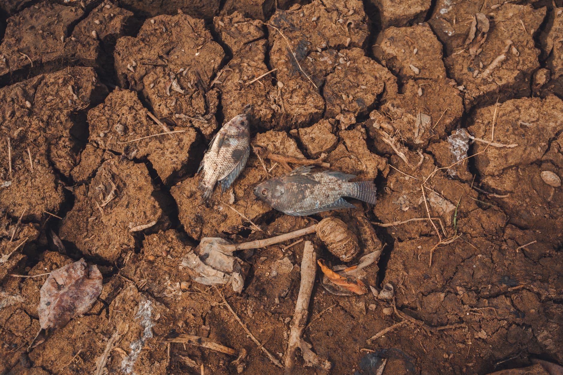 The Soil Is Remembering What We Forget