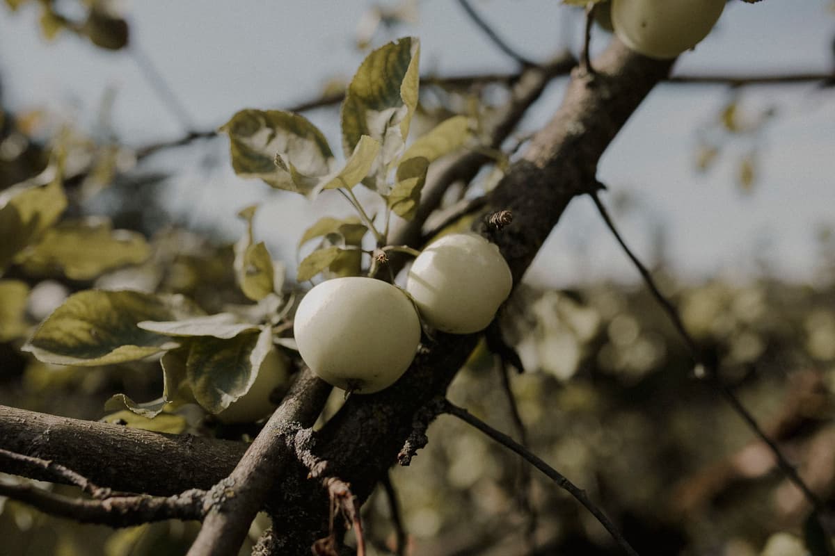 a robotic arm navigating through dense apple branches close up