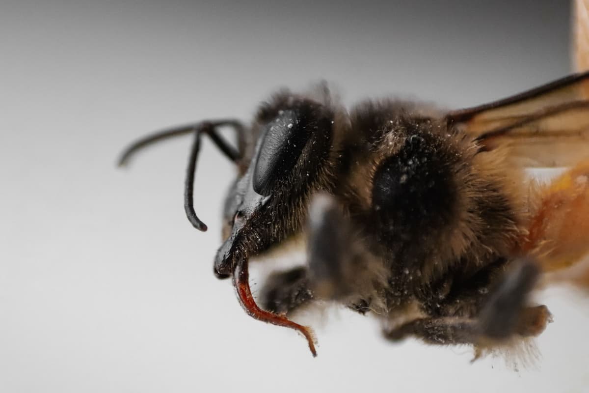 a close-up of a tiny translucent mite on a bee wing