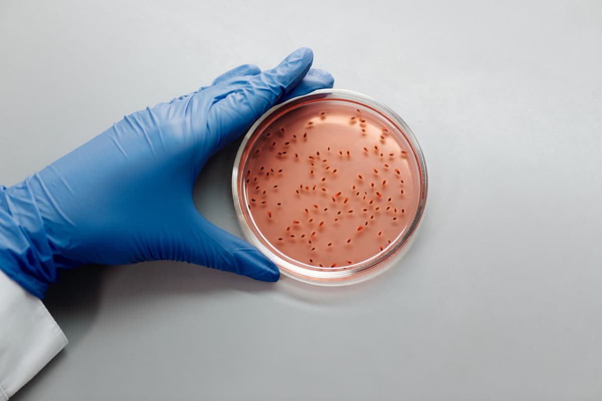 a petri dish containing iridescent swirling liquid