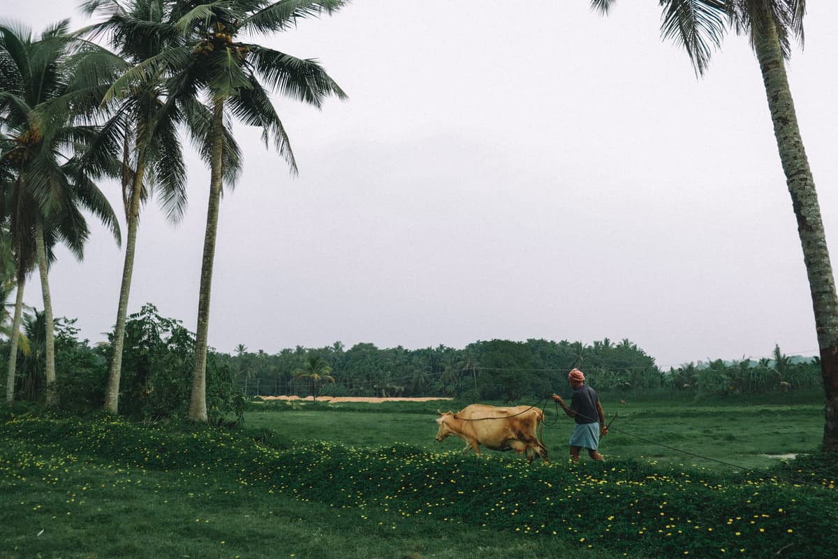 a farmer checking a cow's vitals on a high-tech tablet in a field
