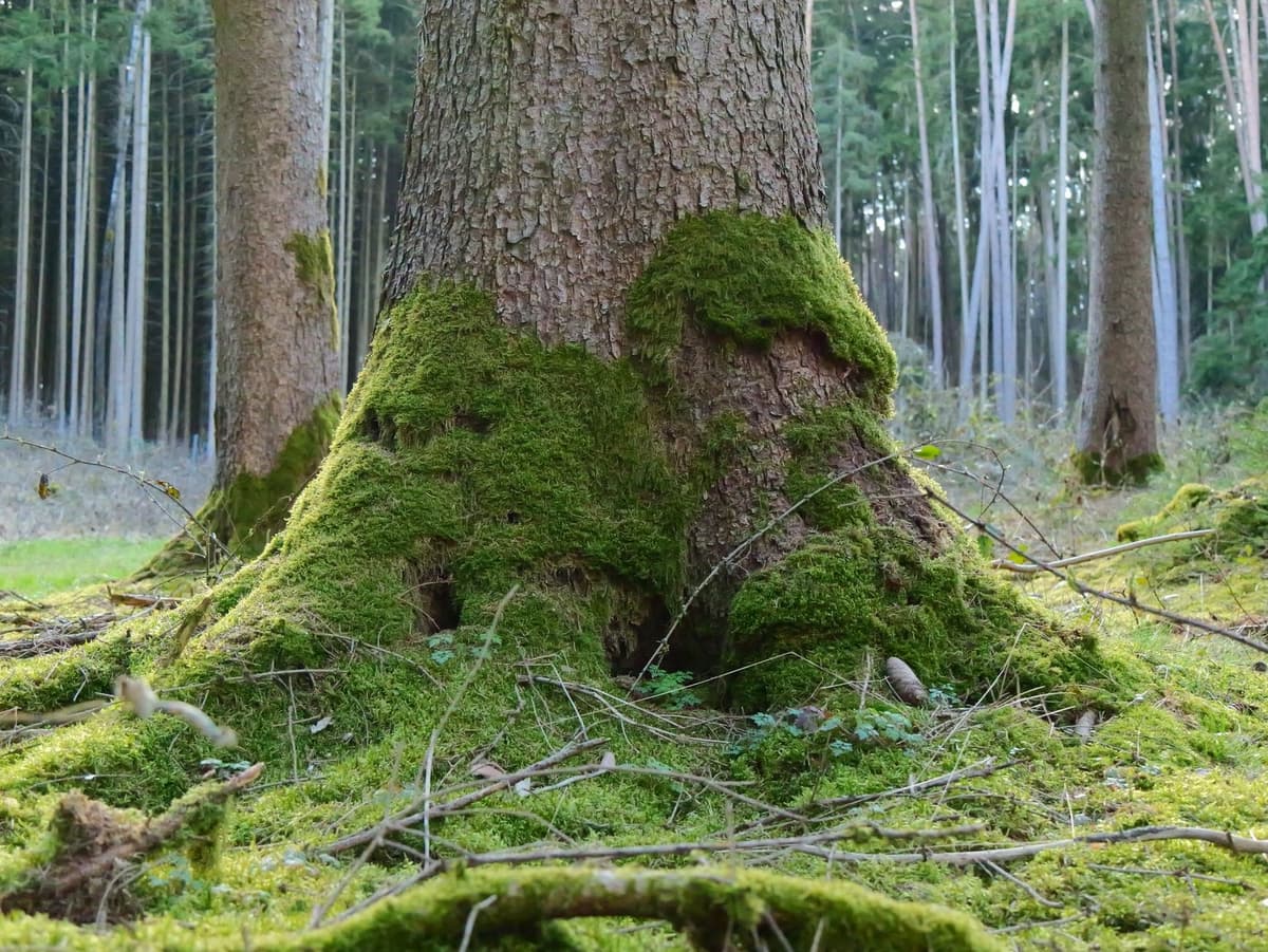 a rugged black acoustic sensor strapped to a mossy tree trunk