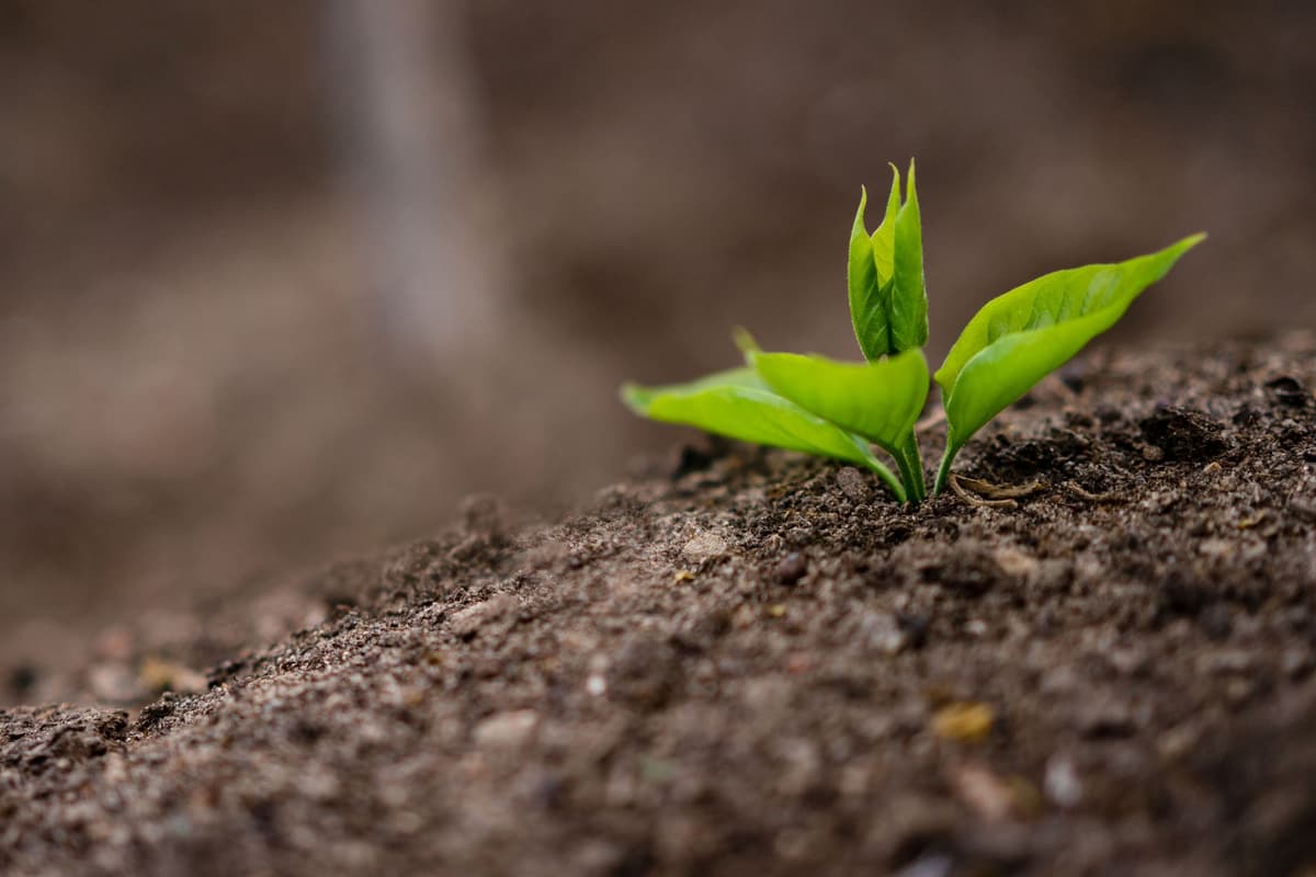 a small green sprout growing between ancient stone pavers