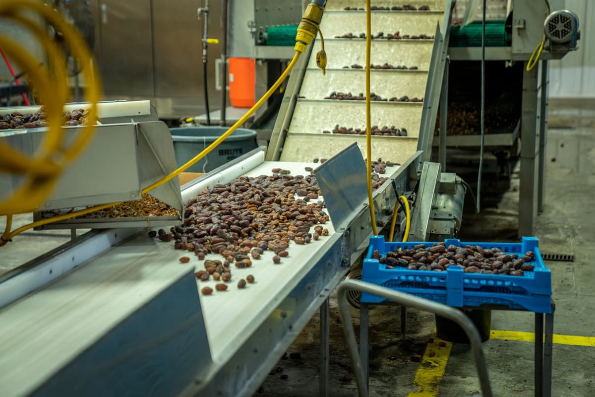 a stainless steel food processing conveyor belt with identical white boxes
