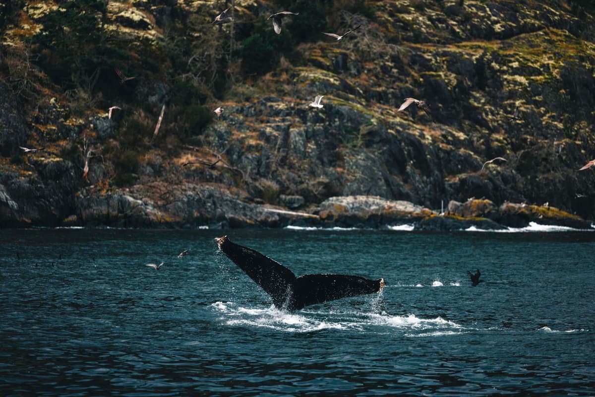 a massive whale tail splashing into pristine blue water near a rocky coastline