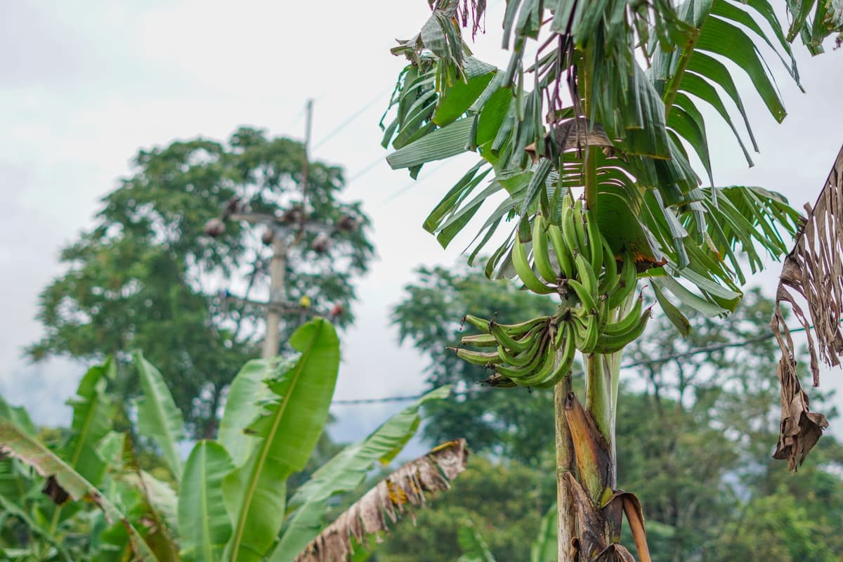 a cluster of green bananas hanging from a thick stalk