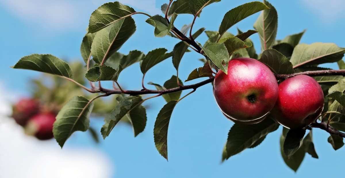 a sleek white robotic arm gently grasping a bright red apple in an orchard