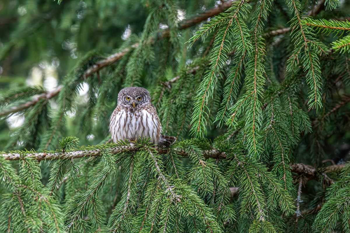 a confused owl wearing tiny sunglasses