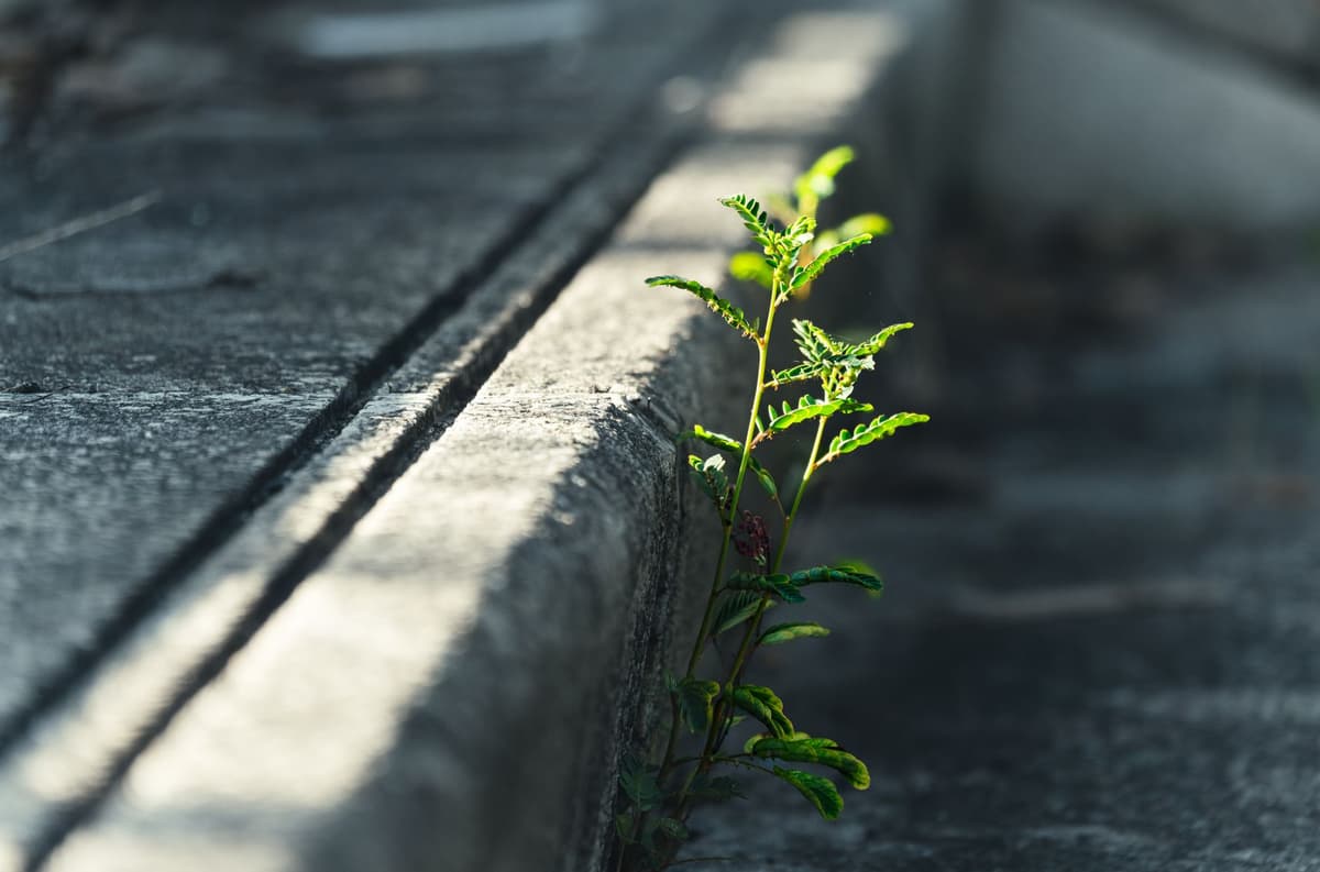 a single weed growing through a crack in a concrete sidewalk